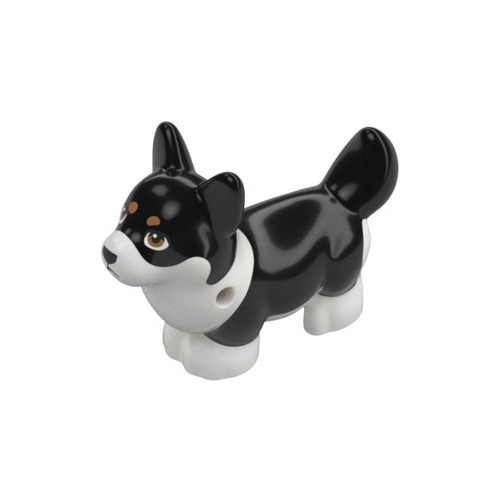 Chien Corgi noir - 