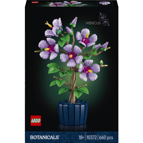Hibiscus - 